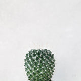 Desert Treasures IV by Deborah Revell. SKU 94582a. Archival Giclee Fine art print for wall decor.