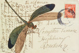 Dragonfly Postcard I by Deborah Revell. SKU 91114i. Archival Giclee Fine art print for wall decor.
