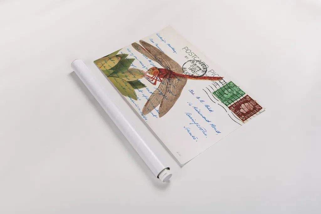 Dragonfly Postcard II by Deborah Revell. shown as a rolled paper print. Available as archival giclee rolled canvas, fine art paper, or poster print. SKU 91115i.