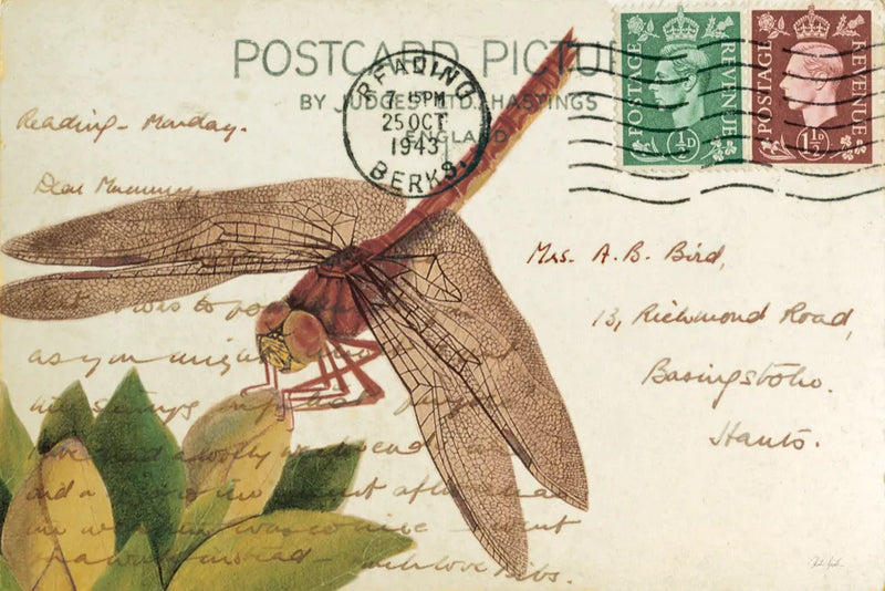 Dragonfly Postcard II Cream by Deborah Revell. SKU 92751i. Archival Giclee Fine art print for wall decor.
