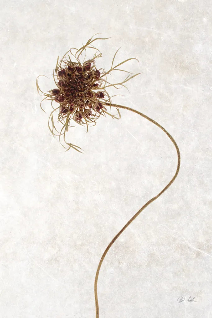 Dried Flower I by Deborah Revell. SKU 93396h. Archival Giclee Fine art print for wall decor.