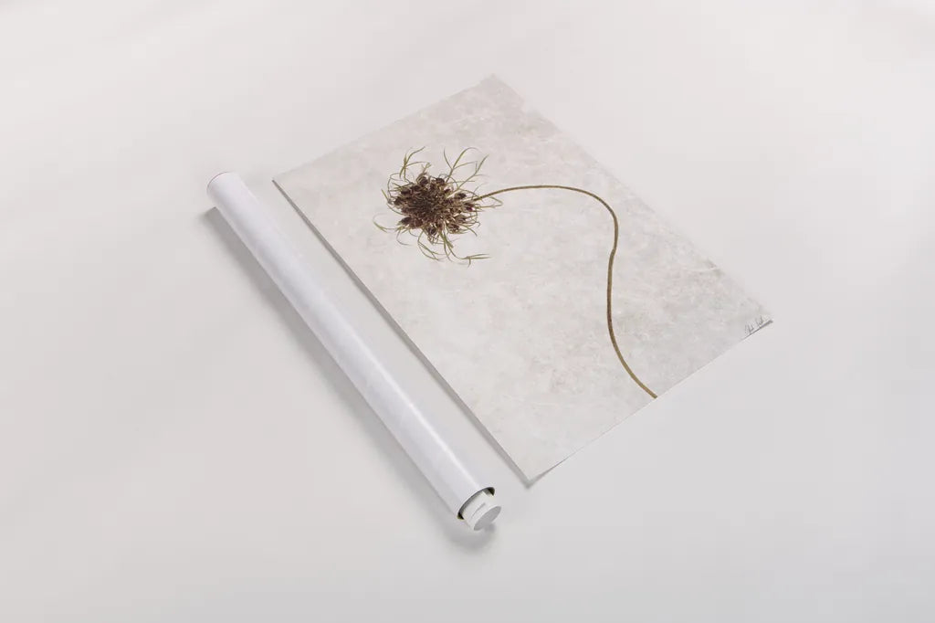 Dried Flower I by Deborah Revell. shown as a rolled paper print. Available as archival giclee rolled canvas, fine art paper, or poster print. SKU 93396h.