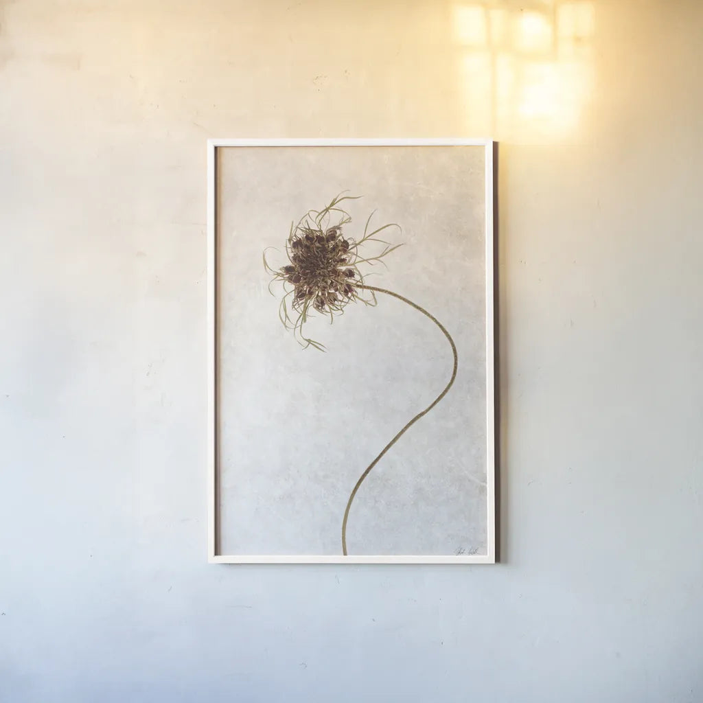 Dried Flower I by Deborah Revell. shown as a paper print in a white frame. Available as a archival giclee rolled canvas, fine art paper, or poster print. SKU 93396h.