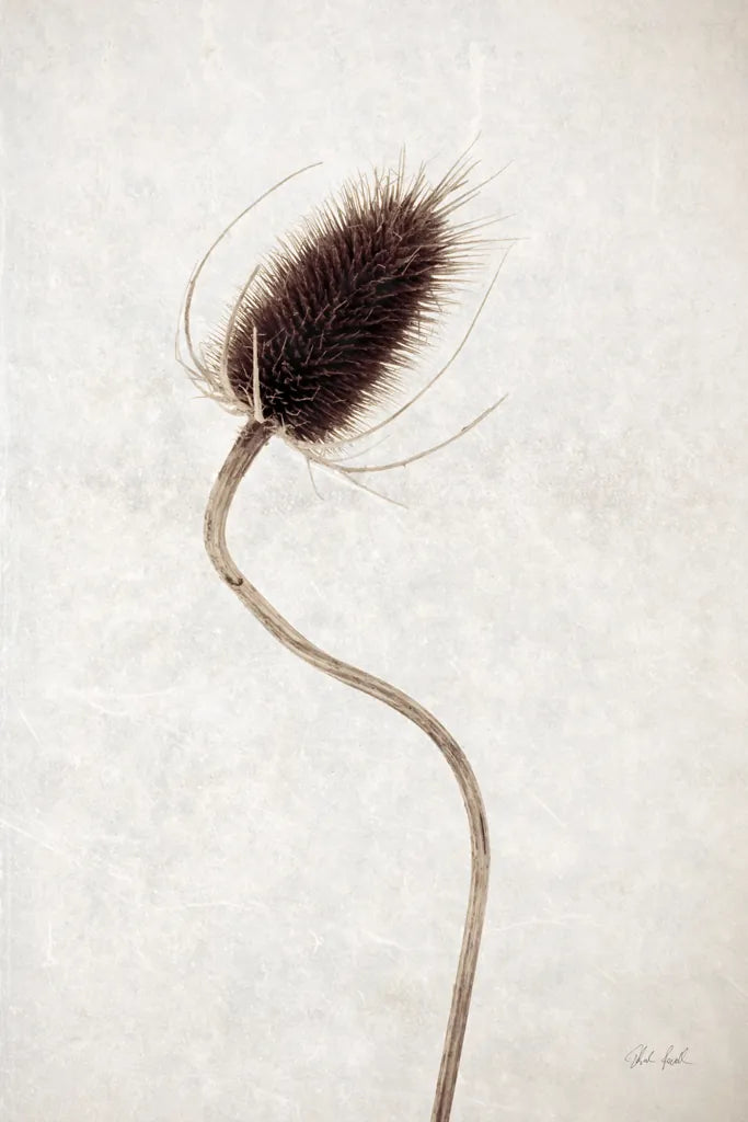 Dried Flower II by Deborah Revell. SKU 93397h. Archival Giclee Fine art print for wall decor.