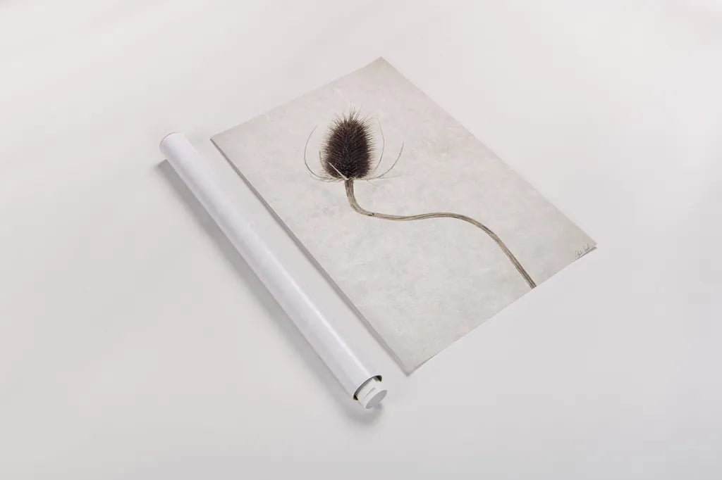 Dried Flower II by Deborah Revell. shown as a rolled paper print. Available as archival giclee rolled canvas, fine art paper, or poster print. SKU 93397h.