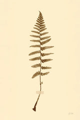 Eastdown Fern I by Deborah Revell. SKU 104175h. Archival Giclee Fine art print for wall decor.