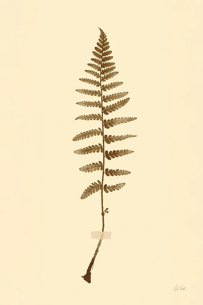 Eastdown Fern I by Deborah Revell. SKU 104175h. Archival Giclee Fine art print for wall decor.