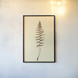 Eastdown Fern I by Deborah Revell. shown as a paper print in a black flame. Available as a archival giclee rolled canvas, fine art paper, or poster print. SKU 104175h.