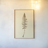 Eastdown Fern I by Deborah Revell. shown as a paper print in a natural frame. Available as a archival giclee rolled canvas, fine art paper, or poster print. SKU 104175h.