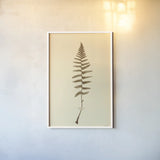 Eastdown Fern I by Deborah Revell. shown as a paper print in a white frame. Available as a archival giclee rolled canvas, fine art paper, or poster print. SKU 104175h.