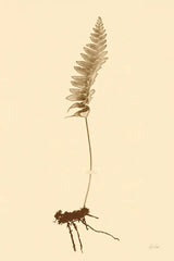 Eastdown Fern II by Deborah Revell. SKU 104176h. Archival Giclee Fine art print for wall decor.