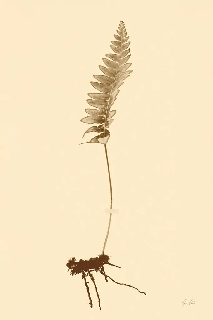 Eastdown Fern II by Deborah Revell. SKU 104176h. Archival Giclee Fine art print for wall decor.