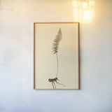 Eastdown Fern II by Deborah Revell. shown as a paper print in a natural frame. Available as a archival giclee rolled canvas, fine art paper, or poster print. SKU 104176h.