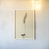 Eastdown Fern II by Deborah Revell. shown as a paper print in a white frame. Available as a archival giclee rolled canvas, fine art paper, or poster print. SKU 104176h.