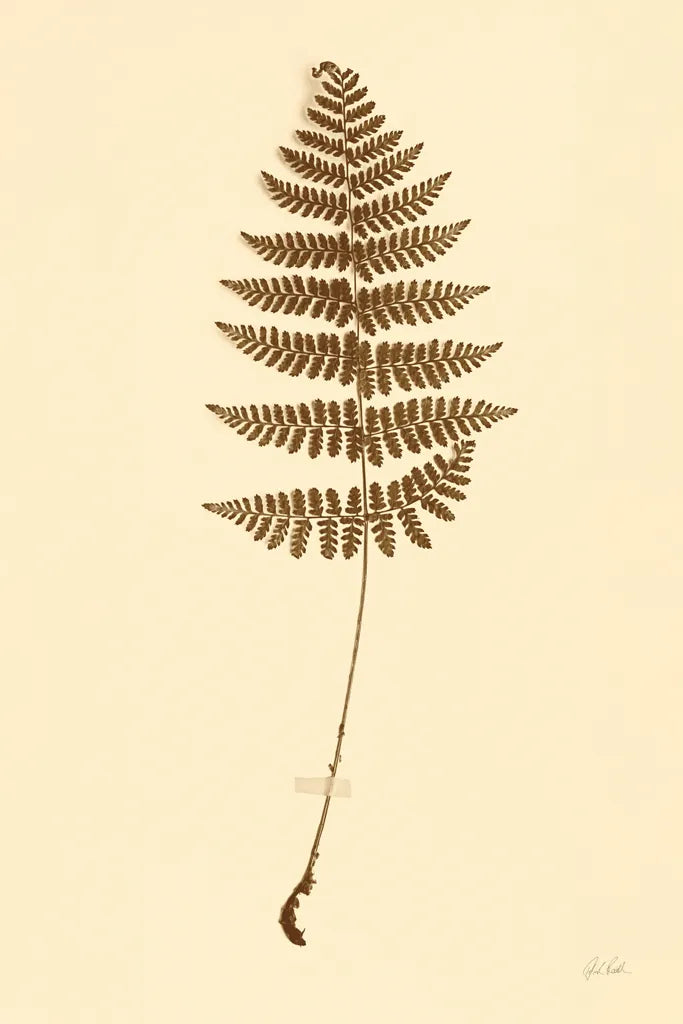 Eastdown Fern III by Deborah Revell. SKU 104177h. Archival Giclee Fine art print for wall decor.