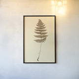 Eastdown Fern III by Deborah Revell. shown as a paper print in a black flame. Available as a archival giclee rolled canvas, fine art paper, or poster print. SKU 104177h.