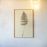 Eastdown Fern III by Deborah Revell. shown as a paper print in a natural frame. Available as a archival giclee rolled canvas, fine art paper, or poster print. SKU 104177h.