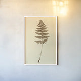 Eastdown Fern III by Deborah Revell. shown as a paper print in a white frame. Available as a archival giclee rolled canvas, fine art paper, or poster print. SKU 104177h.