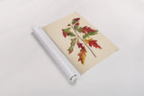 Fall Leaves I by Deborah Revell. shown as a rolled paper print. Available as archival giclee rolled canvas, fine art paper, or poster print. SKU 96588h.