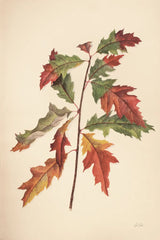 Fall Leaves I Muted by Deborah Revell. SKU 98636h. Archival Giclee Fine art print for wall decor.