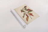 Fall Leaves I Muted by Deborah Revell. shown as a rolled paper print. Available as archival giclee rolled canvas, fine art paper, or poster print. SKU 98636h.