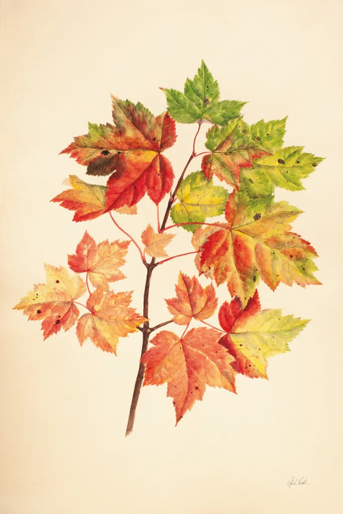 Fall Leaves II by Deborah Revell. SKU 96589h. Archival Giclee Fine art print for wall decor.