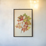 Fall Leaves II by Deborah Revell. shown as a paper print in a black flame. Available as a archival giclee rolled canvas, fine art paper, or poster print. SKU 96589h.