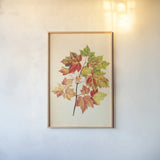 Fall Leaves II by Deborah Revell. shown as a paper print in a natural frame. Available as a archival giclee rolled canvas, fine art paper, or poster print. SKU 96589h.