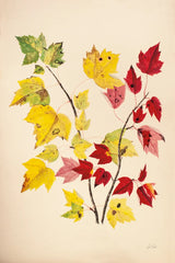 Fall Leaves III by Deborah Revell. SKU 96590h. Archival Giclee Fine art print for wall decor.