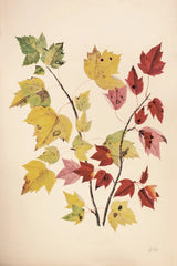 Fall Leaves III Muted by Deborah Revell. SKU 98638h. Archival Giclee Fine art print for wall decor.