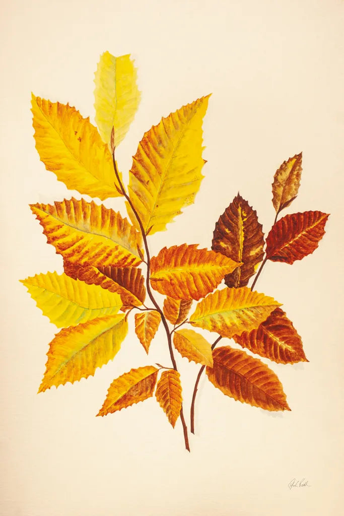 Fall Leaves IV by Deborah Revell. SKU 96591h. Archival Giclee Fine art print for wall decor.