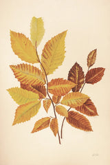 Fall Leaves IV Muted by Deborah Revell. SKU 98639h. Archival Giclee Fine art print for wall decor.
