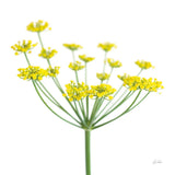Fennel by Deborah Revell. SKU 104469a. Archival Giclee Fine art print for wall decor.