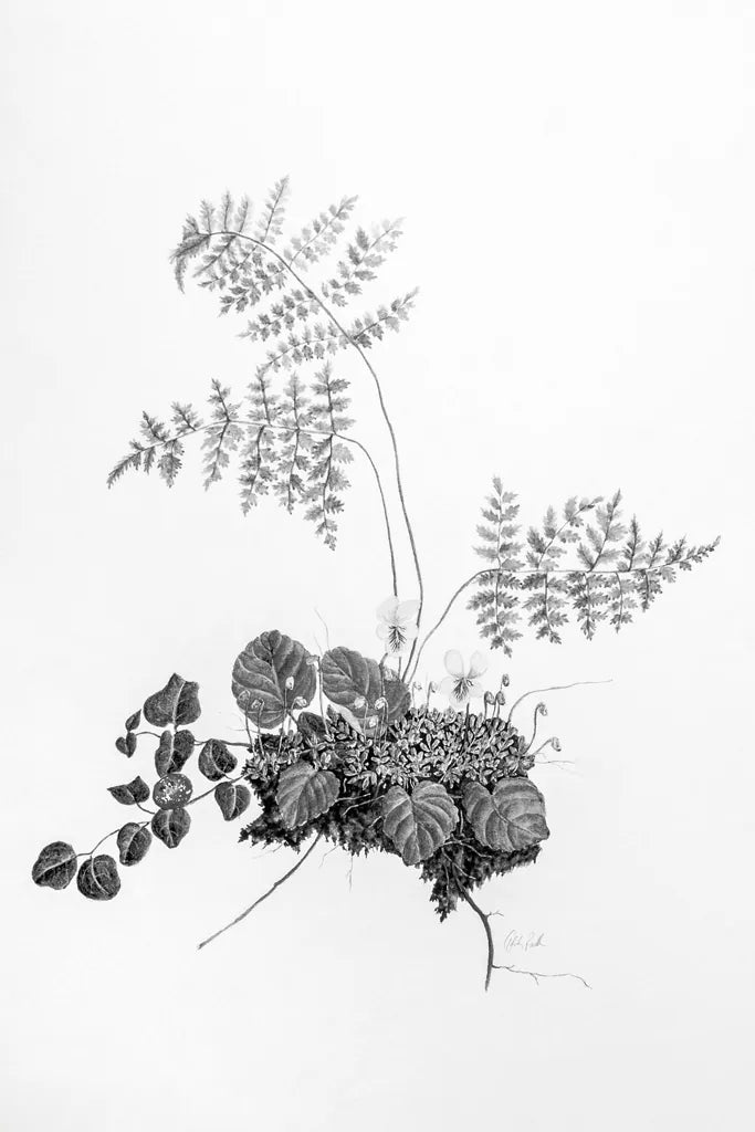 Fern Noir I by Deborah Revell. SKU 96597h. Archival Giclee Fine art print for wall decor.