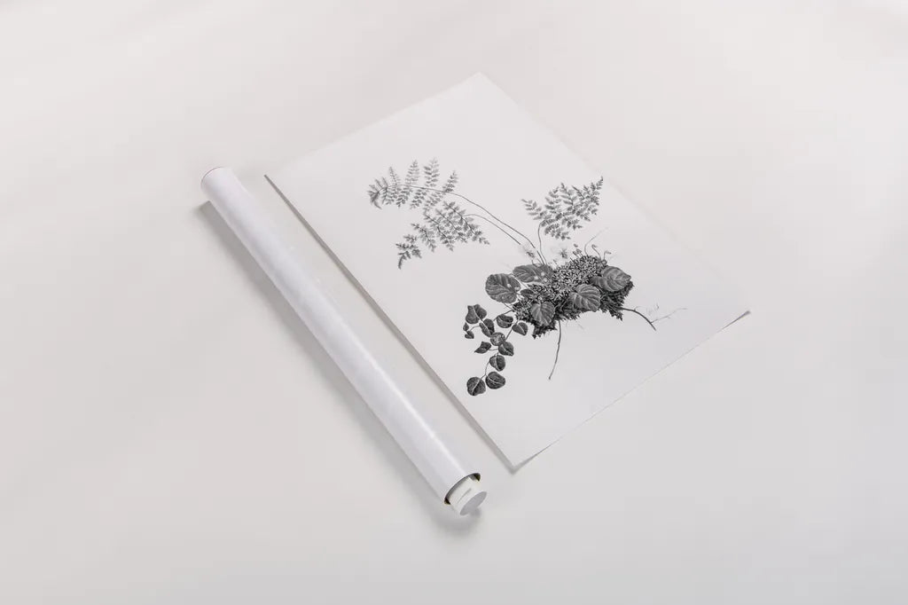 Fern Noir I by Deborah Revell. shown as a rolled paper print. Available as archival giclee rolled canvas, fine art paper, or poster print. SKU 96597h.