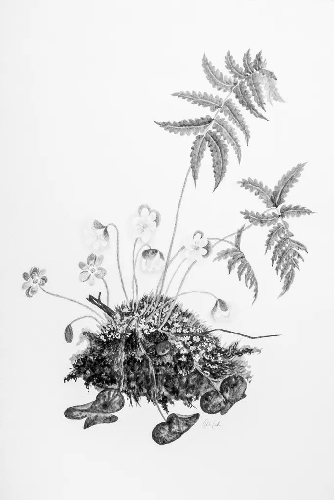 Fern Noir II by Deborah Revell. SKU 96598h. Archival Giclee Fine art print for wall decor.