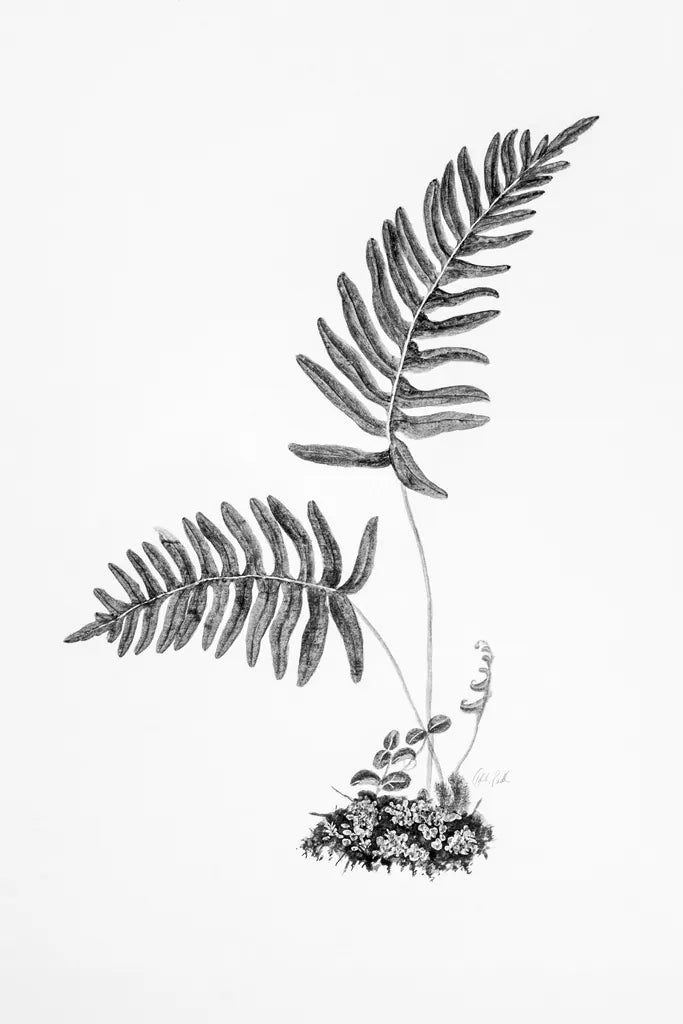 Fern Noir III by Deborah Revell. SKU 96599h. Archival Giclee Fine art print for wall decor.