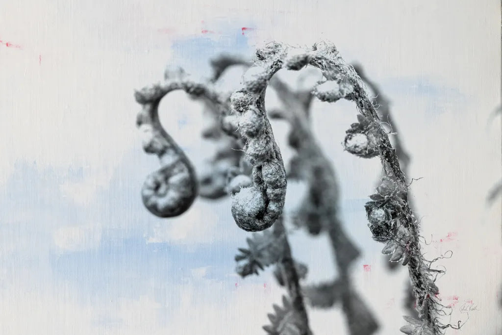 Fiddle Fern I by Deborah Revell. SKU 94826i. Archival Giclee Fine art print for wall decor.