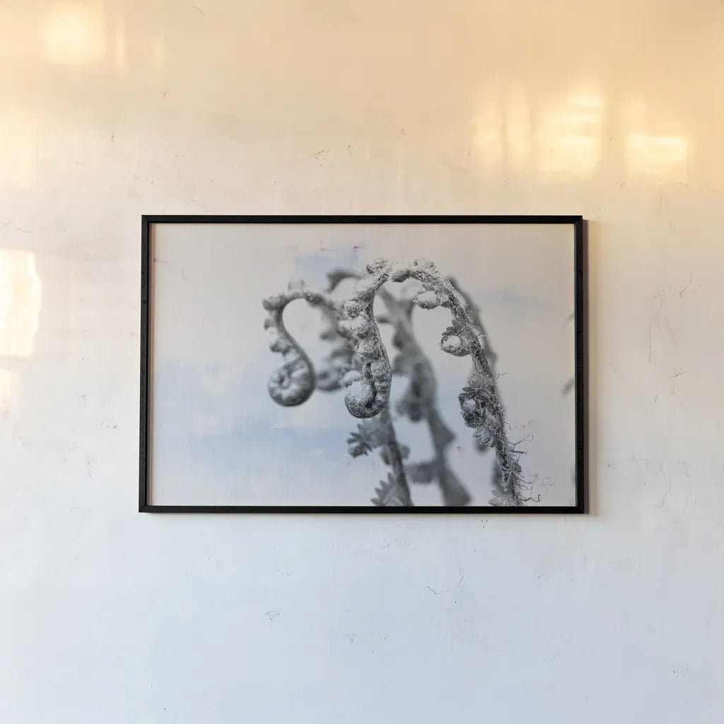Fiddle Fern I by Deborah Revell. shown as a paper print in a black flame. Available as a archival giclee rolled canvas, fine art paper, or poster print. SKU 94826i.