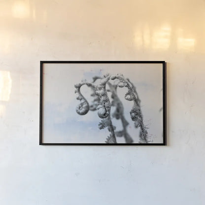 Fiddle Fern I by Deborah Revell. shown as a paper print in a black flame. Available as a archival giclee rolled canvas, fine art paper, or poster print. SKU 94826i.