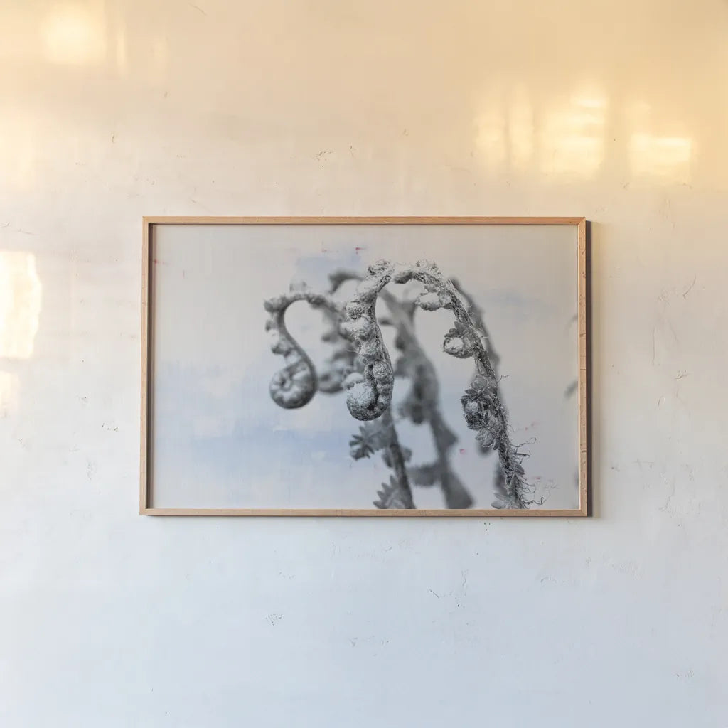 Fiddle Fern I by Deborah Revell. shown as a paper print in a natural frame. Available as a archival giclee rolled canvas, fine art paper, or poster print. SKU 94826i.