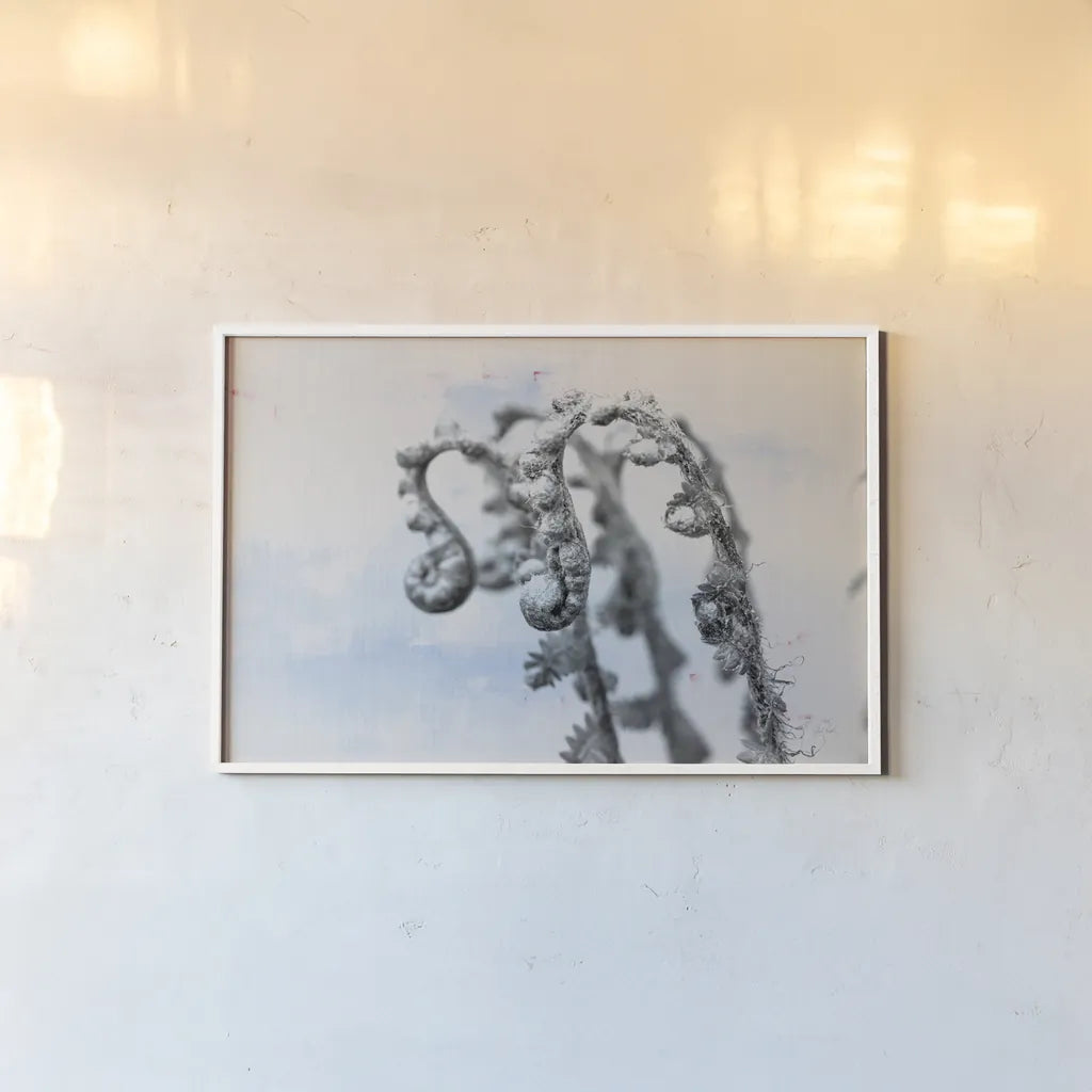 Fiddle Fern I by Deborah Revell. shown as a paper print in a white frame. Available as a archival giclee rolled canvas, fine art paper, or poster print. SKU 94826i.
