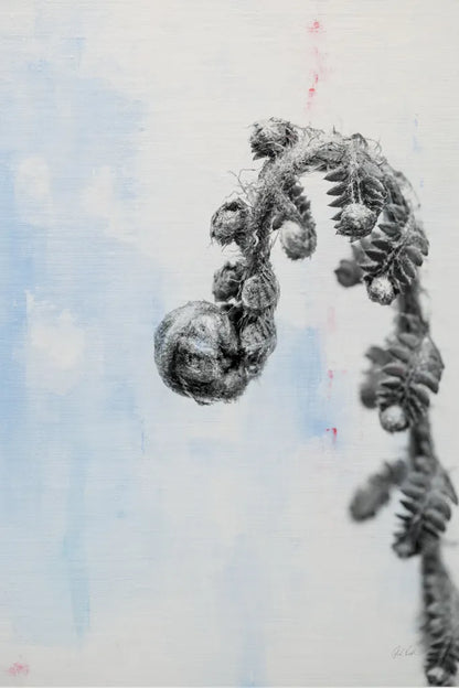 Fiddle Fern II by Deborah Revell. SKU 94827h. Archival Giclee Fine art print for wall decor.