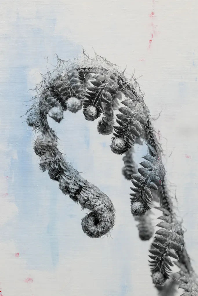 Fiddle Fern III by Deborah Revell. SKU 94828h. Archival Giclee Fine art print for wall decor.