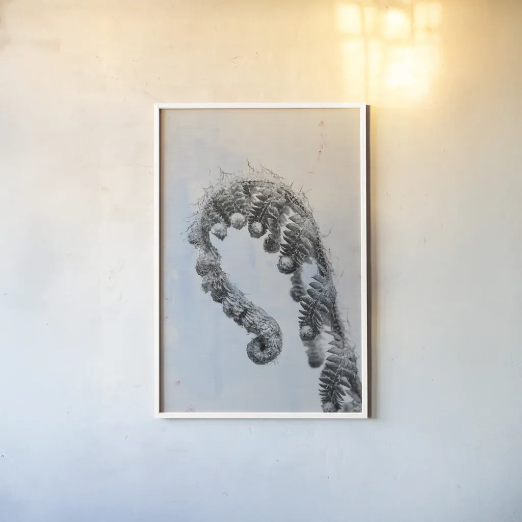 Fiddle Fern III by Deborah Revell. shown as a paper print in a white frame. Available as a archival giclee rolled canvas, fine art paper, or poster print. SKU 94828h.