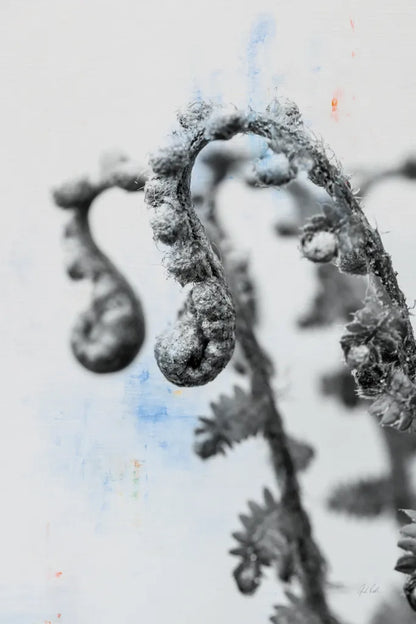 Fiddle Fern IV by Deborah Revell. SKU 94829h. Archival Giclee Fine art print for wall decor.