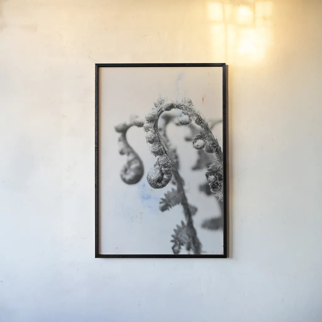 Fiddle Fern IV by Deborah Revell. shown as a paper print in a black flame. Available as a archival giclee rolled canvas, fine art paper, or poster print. SKU 94829h.