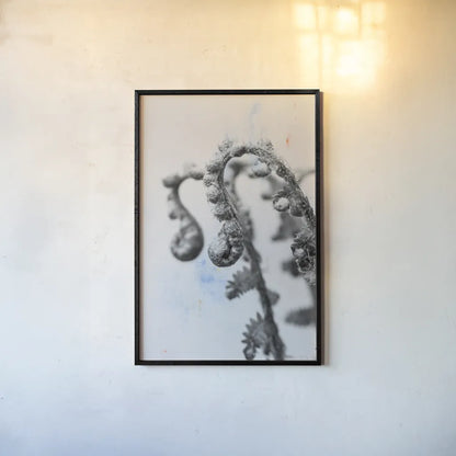 Fiddle Fern IV by Deborah Revell. shown as a paper print in a black flame. Available as a archival giclee rolled canvas, fine art paper, or poster print. SKU 94829h.