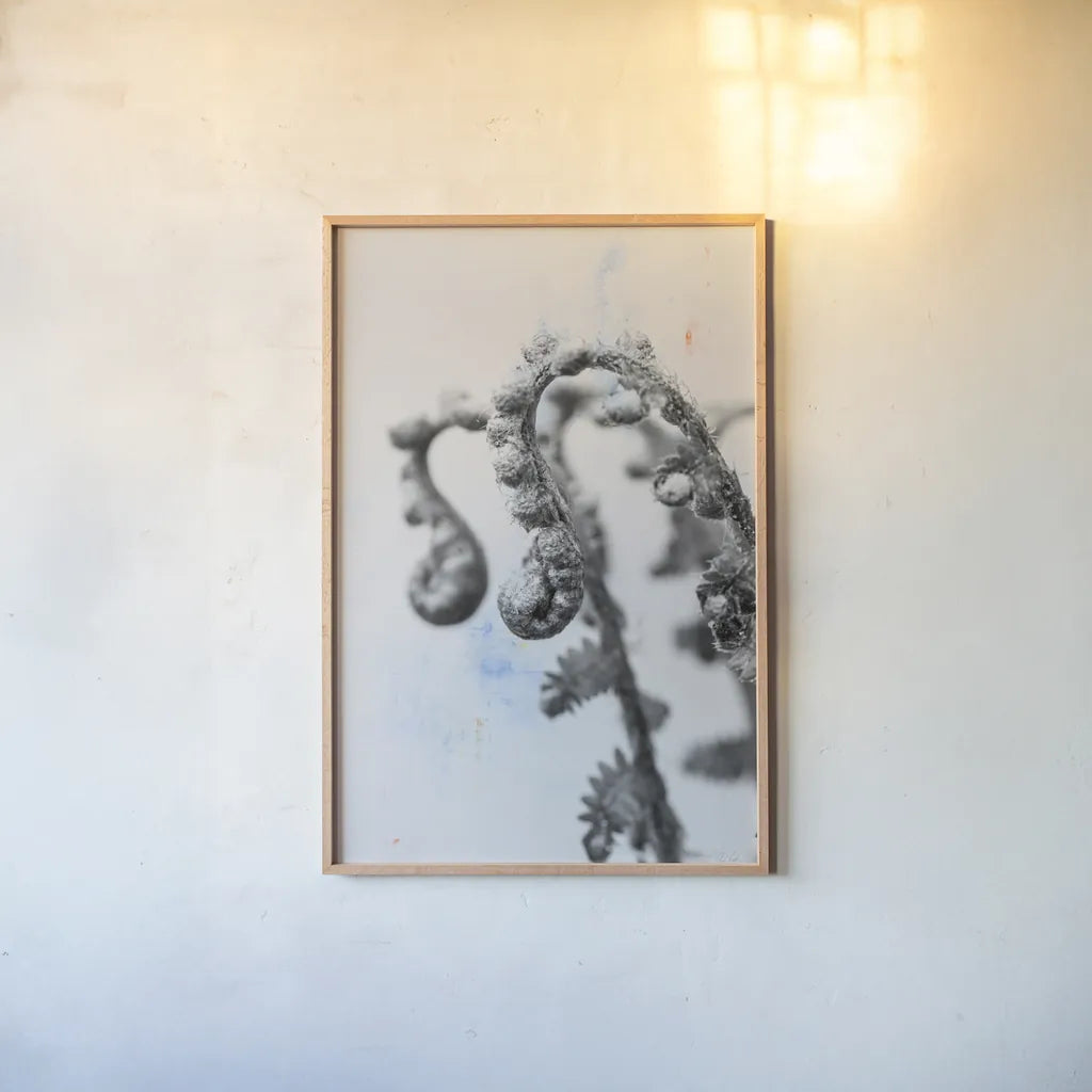 Fiddle Fern IV by Deborah Revell. shown as a paper print in a natural frame. Available as a archival giclee rolled canvas, fine art paper, or poster print. SKU 94829h.