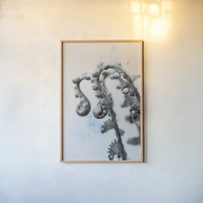 Fiddle Fern IV by Deborah Revell. shown as a paper print in a natural frame. Available as a archival giclee rolled canvas, fine art paper, or poster print. SKU 94829h.